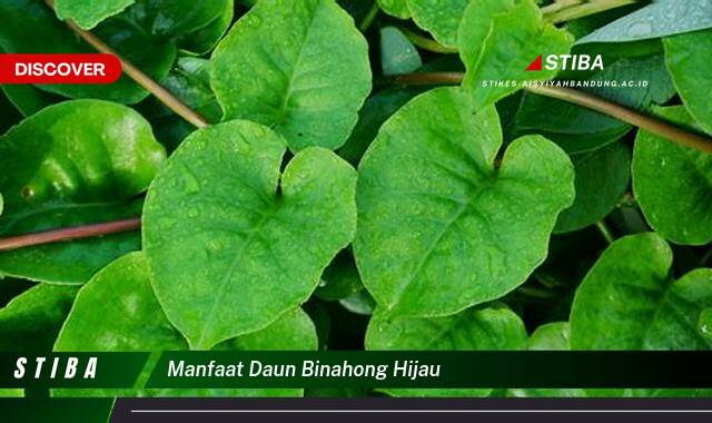 Ketahui 9 Manfaat manfaat daun binahong hijau yang Wajib kamu ketahui