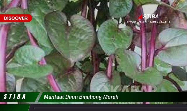 Ketahui 8 Manfaat Daun Binahong Merah yang Tak Banyak Orang Tau