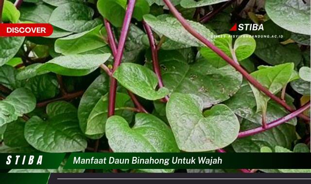 Ketahui 10 Manfaat Daun Binahong Untuk Wajah yang Jarang Diketahui