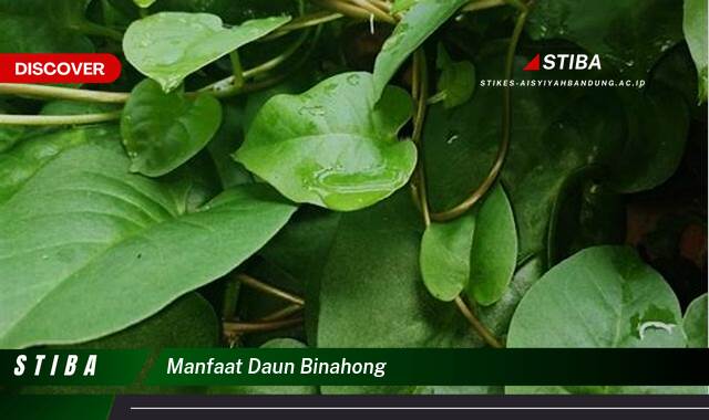 Inilah 10 Manfaat Daun Binahong yang Wajib Kamu Intip