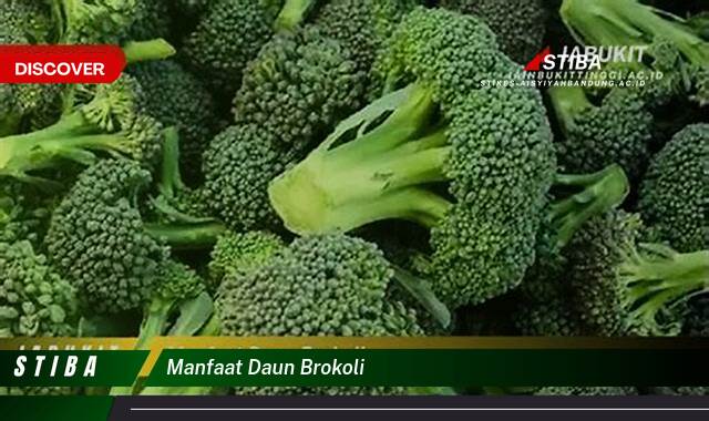 Ketahui 10 Manfaat manfaat daun brokoli yang Wajib kamu ketahui