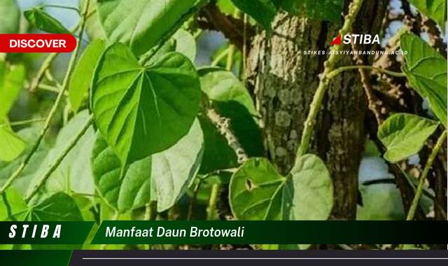 Inilah 8 Manfaat manfaat daun brotowali yang Wajib Kamu Intip
