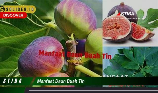 Inilah 8 Manfaat manfaat daun buah tin yang Bikin Kamu Penasaran