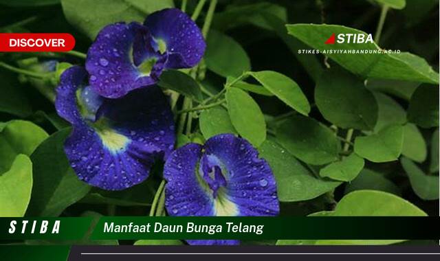 Temukan 10 Manfaat manfaat daun bunga telang yang Wajib kamu ketahui