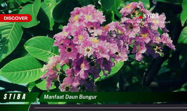Temukan 9 Manfaat daun bungur yang Jarang Diketahui