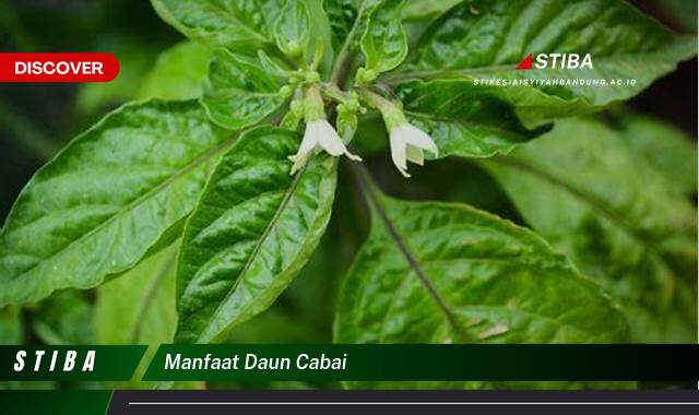 Temukan 9 Manfaat manfaat daun cabai yang Wajib Kamu Intip