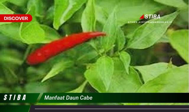 Ketahui 9 Manfaat manfaat daun cabe yang Wajib Kamu Intip