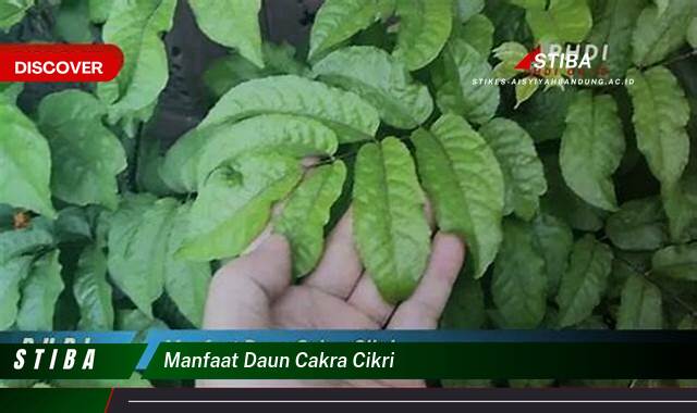 Ketahui 9 Manfaat manfaat daun cakra cikri yang tidak Semua Orang Tau