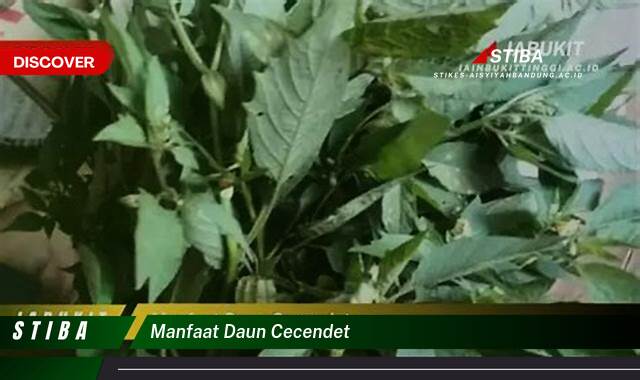 Temukan 9 Manfaat manfaat daun cecendet yang Jarang Diketahui