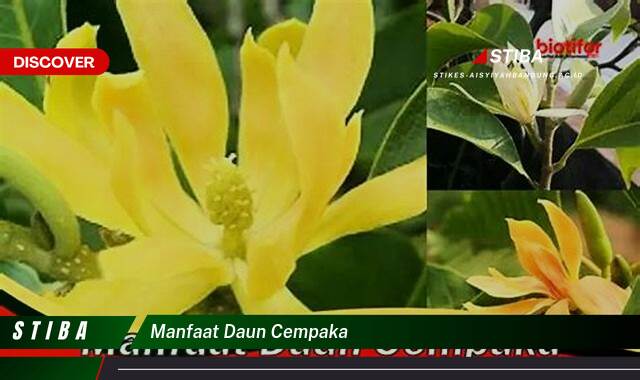 Temukan 10 Manfaat manfaat daun cempaka yang Bikin Kamu Penasaran