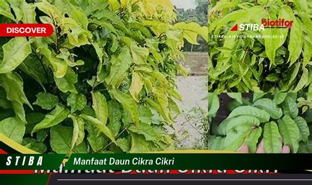 Ketahui 9 Manfaat manfaat daun cikra cikri yang Wajib kamu ketahui