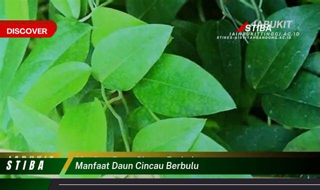 Ketahui 8 Manfaat manfaat daun cincau berbulu yang Wajib kamu ketahui