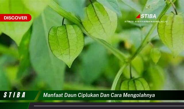 Inilah 8 Manfaat manfaat daun ciplukan dan cara mengolahnya yang tidak Semua Orang Tau