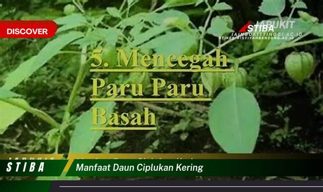 Inilah 8 Manfaat manfaat daun ciplukan kering yang tidak Semua Orang Tau
