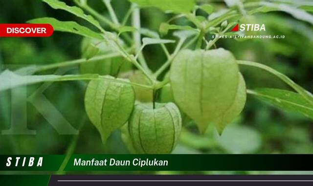 Temukan 9 Manfaat Daun Ciplukan yang Bikin Kamu Penasaran