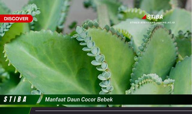 Inilah 9 Manfaat manfaat daun cocor bebek yang Wajib kamu ketahui