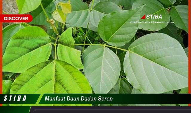 Inilah 10 Manfaat manfaat daun dadap serep yang Jarang Diketahui
