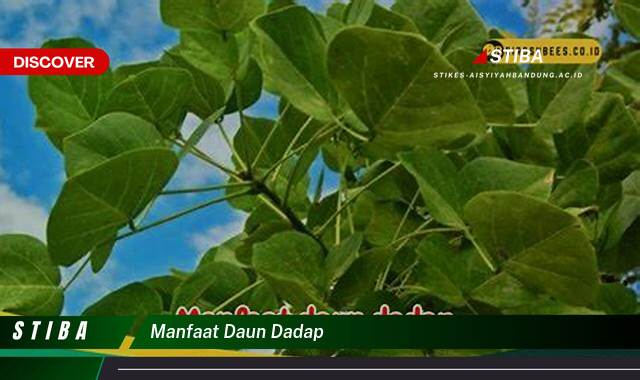 Ketahui 10 Manfaat Daun Dadap yang Tak Banyak Orang Tau