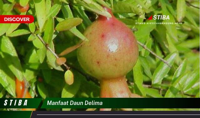 Temukan 8 Manfaat manfaat daun delima yang Wajib kamu ketahui