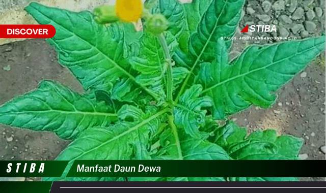 Ketahui 10 Manfaat manfaat daun dewa yang tidak Semua Orang Tau
