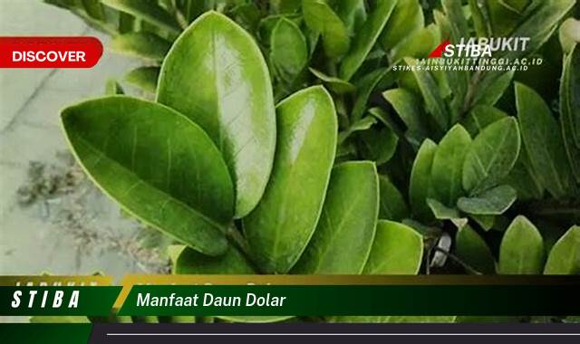 Inilah 9 Manfaat manfaat daun dolar yang Wajib Kamu Intip