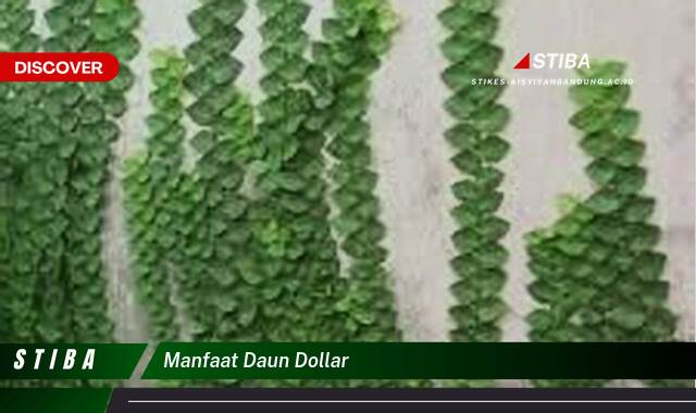 Inilah 9 Manfaat manfaat daun dollar yang Bikin Kamu Penasaran