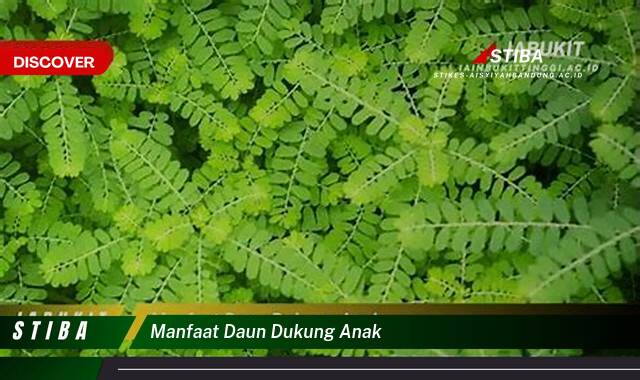 Ketahui 9 Manfaat manfaat daun dukung anak yang tidak Semua Orang Tau