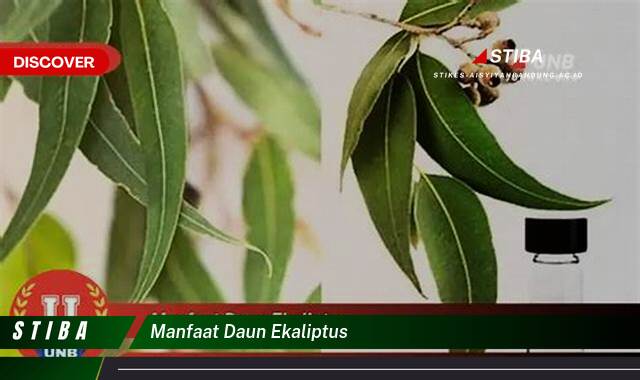 Inilah 8 Manfaat manfaat daun ekaliptus yang Wajib kamu ketahui