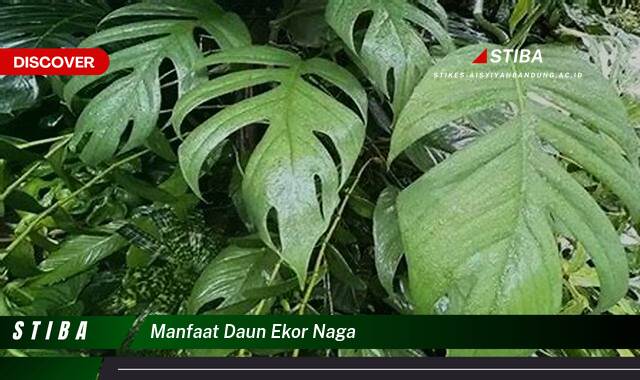 Ketahui 8 Manfaat manfaat daun ekor naga yang tidak Semua Orang Tau
