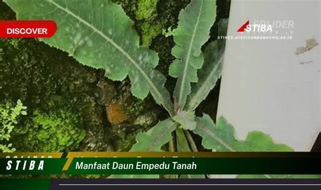 Inilah 10 Manfaat manfaat daun empedu tanah yang Wajib kamu ketahui
