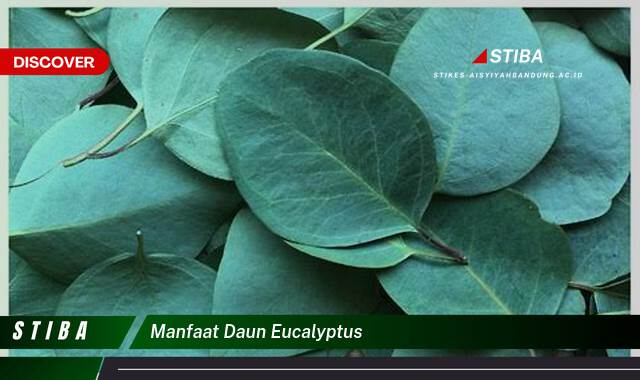 Ketahui 10 Manfaat manfaat daun eucalyptus yang Wajib Kamu Intip