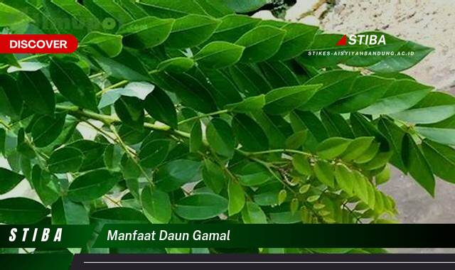Ketahui 9 Manfaat manfaat daun gamal yang Jarang Diketahui