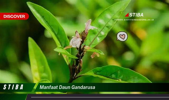 Temukan 8 Manfaat manfaat daun gandarusa yang Wajib kamu ketahui