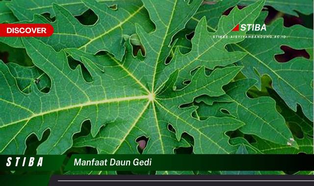 Inilah 10 Manfaat Daun Gedi yang Wajib Kamu Ketahui