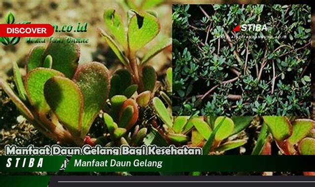 Temukan 8 Manfaat manfaat daun gelang yang Jarang Diketahui