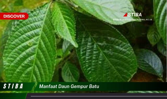 Inilah 9 Manfaat manfaat daun gempur batu yang Wajib kamu ketahui