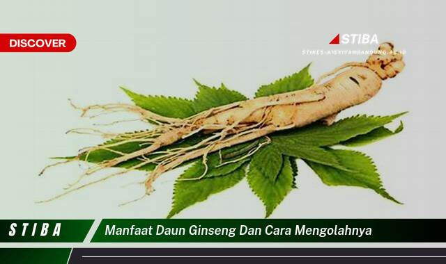 Ketahui 10 Manfaat manfaat daun ginseng dan cara mengolahnya yang Jarang Diketahui