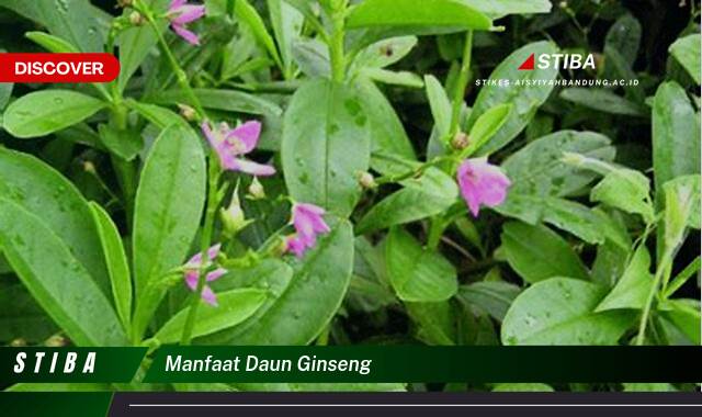 Temukan 8 Manfaat Daun Ginseng yang Jarang Diketahui