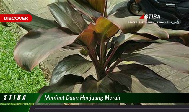 Temukan 8 Manfaat manfaat daun hanjuang merah yang Wajib kamu ketahui