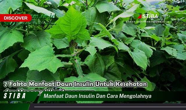 Inilah 9 Manfaat Daun Insulin & Cara Mengolahnya yang Jarang Diketahui