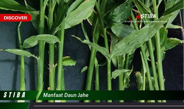 Temukan 10 Manfaat manfaat daun jahe yang Jarang Diketahui