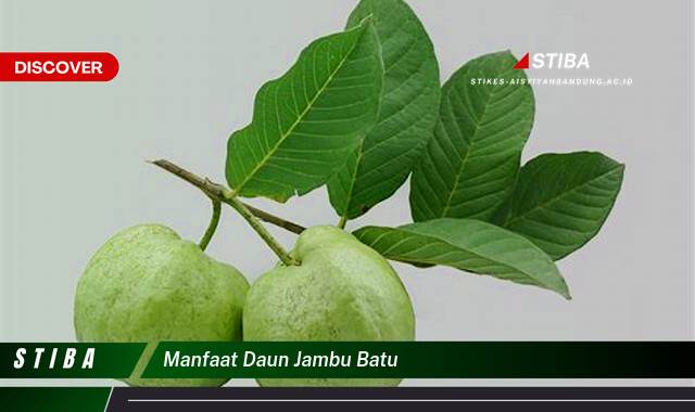Ketahui 10 Manfaat manfaat daun jambu batu yang Wajib Kamu Intip