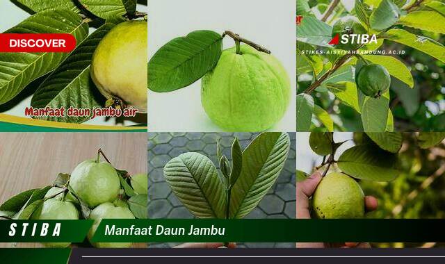 Temukan 9 Manfaat Daun Jambu yang Jarang Diketahui