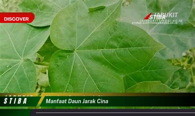 Ketahui 9 Manfaat manfaat daun jarak cina yang Wajib Kamu Intip