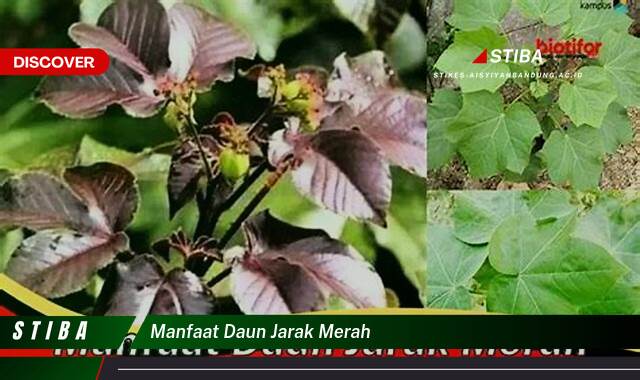 Inilah 9 Manfaat manfaat daun jarak merah yang Jarang Diketahui