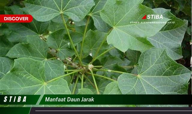Temukan 8 Manfaat Daun Jarak yang Tak Banyak Orang Tau