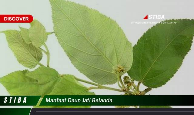 Temukan 9 Manfaat manfaat daun jati belanda yang Wajib Kamu Intip
