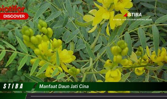Temukan 9 Manfaat manfaat daun jati cina yang Jarang Diketahui
