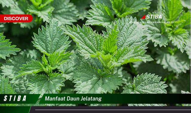 Temukan 8 Manfaat manfaat daun jelatang yang tidak Semua Orang Tau