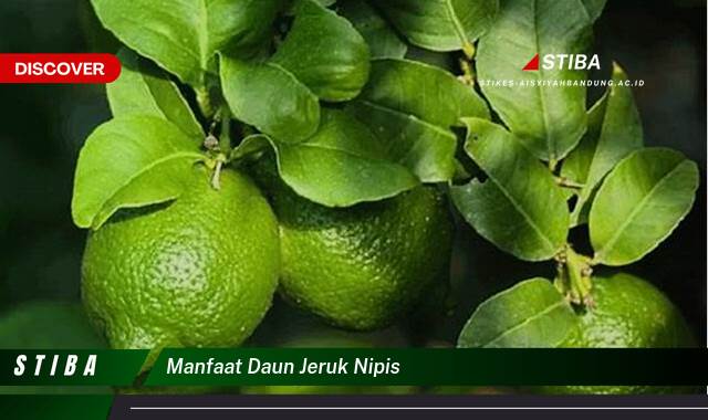 Temukan 10 Manfaat manfaat daun jeruk nipis yang Wajib Kamu Intip
